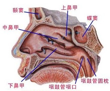 鼻炎八大典型症状你知道吗？